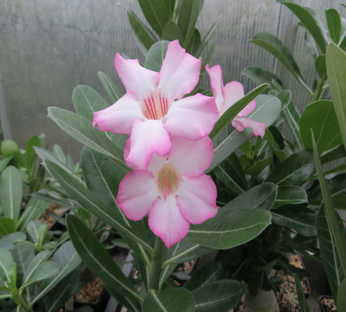 "Obesum blommar första året"